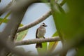 A white brown house sparrow with black eyes perched on barbed and rusty iron wire Royalty Free Stock Photo