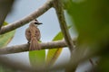 a white brown house sparrow with black eyes perched on tree branch Royalty Free Stock Photo