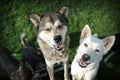 White and brown huskies Royalty Free Stock Photo