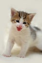 White with brown kitten meows Royalty Free Stock Photo