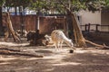 White and brown llama in the small zoo