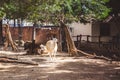 White and brown llama in the small zoo