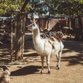 White and brown llamas in the small zoo Royalty Free Stock Photo