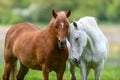 White and brown love horse on field