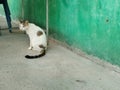 Thai/Siamese Cat with yellow eyes was sitting and stared intently Royalty Free Stock Photo