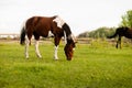 White and brown mare grazing in the pasture near the trees and fence. Royalty Free Stock Photo