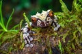 White-brown masked forest frog Royalty Free Stock Photo