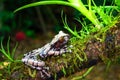 White-brown masked forest frog Royalty Free Stock Photo