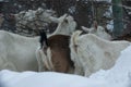 White and brown milking goats eat birch branches in the evening in winter snowy forest Royalty Free Stock Photo