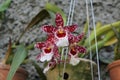 White and Brown Orchid Brazil