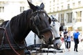 White-brown pair of horses in harness, vintage style. Old horse-drawn carriage riding on city street at Hofburg palace in Vienna,