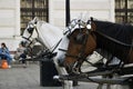 White-brown pair of horses in harness, vintage style. Old horse-drawn carriage riding on city street at Hofburg palace in Vienna,