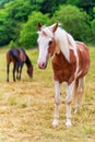White and brown patched horse with long wild mane standing on a meadow. Another horse is grazing in blurred background. Free range Royalty Free Stock Photo