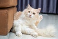 White and brown persian cat with a cute face