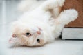 White and brown persian cat with a cute face