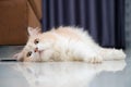 White and brown persian cat with a cute face