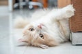 White and brown persian cat with a cute face