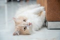 White and brown persian cat with a cute face