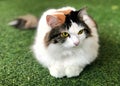 White-brown persian cat purebred interesting and looking something laying on artificial turf with fluffy hairy fur skin kitten.