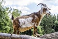White and brown pet goat on the cut trunks of trees Royalty Free Stock Photo