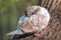 White and brown pigeon cleans its featers Royalty Free Stock Photo