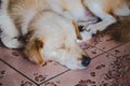 White brown puppy dog sleeping Royalty Free Stock Photo