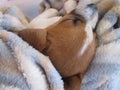 Sleeping White and Brown Puppy.