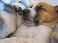 Sleeping White and Brown Puppy. Royalty Free Stock Photo