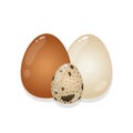 White, brown and quail eggs on a white background.