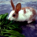 A white and brown rabbit eating grass Royalty Free Stock Photo