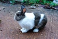 White-brown rabbit are five years old.It is a beautiful animal.