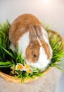 White-brown rabbit in a wicker basket isolated on a white background. Lovely young rabbit sitting Royalty Free Stock Photo