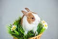 White-brown rabbit in a wicker basket isolated on a white background. Lovely young rabbit sitting Royalty Free Stock Photo