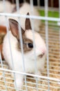 White brown rabbits in a cage. Royalty Free Stock Photo