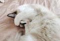 Sleeping ragdoll cat Royalty Free Stock Photo