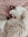 Sleeping ragdoll cat Royalty Free Stock Photo