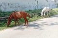 White and brown red horse eating green grass on road side Royalty Free Stock Photo