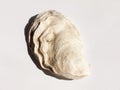 a white and brown rough textured oyster shell on a white background Royalty Free Stock Photo