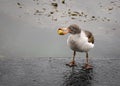 Sea gull Larinae bird with snail in beak on rainy day