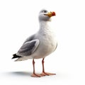 Impressive 3d Animated Seagull Illustration On White Background