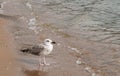 Seagull, white and brown, on the sandy beach standing by the clean water.