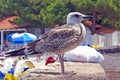 A white and brown seagull on the waterfront