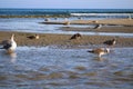 White and brown seagulls standing on the silky brown sands of the beach surrounded by blue ocean water and waves Royalty Free Stock Photo