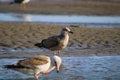 White and brown seagulls standing on the silky brown sands of the beach surrounded by blue ocean water and waves Royalty Free Stock Photo