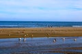 White and brown seagulls standing on the silky brown sands of the beach surrounded by blue ocean water and waves Royalty Free Stock Photo