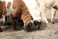 White and brown sheep eating animal feed.