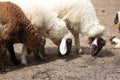 White and brown sheep eating animal feed.