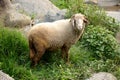 The white brown sheep eating green grass in the forest river Royalty Free Stock Photo