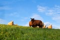 White and brown sheep on pasture over blue sky Royalty Free Stock Photo