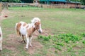 White and brown shetland pony on a farm in Devon Royalty Free Stock Photo